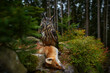 Owl with red fox carcass. Eagle owl with pray catch, wide angle lens with forest habitat. Bird behaviour in the nature. Owl with orange eye. Bird from Germany, Europe wildlife.