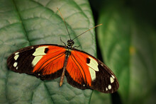 Heliconius Melpomene, The Postman Butterfly From Costa Rica. Black And Orange Butterfly On The Green Leaves In The Tropic Forest. Sunny Day, Wildlife Nature. Beautiful Insect In The Jungle.