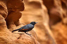 Tristram's Starling, Onychognathus Tristramii, Sitting On The Sandstone Rock In The Wadi Mujib In Jodan, Asia. Black Bird Grackle, Of Starling Native To Middle East, Nature Habitat. Jordan Wildlife.
