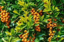 Background Of Ripe Yellow Fruits Of Duranta Erecta And Green Foliage Closeup. Selective Focus
