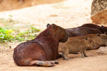 Capybara, Hydrochoerus Hydrochaeris, The Largest Toothed Rodent.