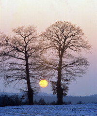 Canvas Print - Bäume im Winter mit Abendsonne