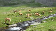 Mehrere Haflinger Pferde im Sommer auf einer Almwiese im Ultental bei Meran, Südtirol, Italien	
