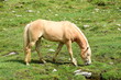 Haflinger Pferde im Sommer auf einer Almwiese im Ultental bei Meran, Südtirol, Italien	