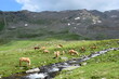 Haflinger Pferde auf einer Weide im Sommer in den Südtiroler Bergen, Weißbrunn, Ultental, Südtirol, Italien