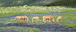 Mehrere Haflinger Pferde im Sommer auf einer Almwiese im Ultental bei Meran, Südtirol, Italien	