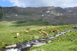 Mehrere Haflinger Pferde im Sommer auf einer Almwiese im Ultental bei Meran, Südtirol, Italien