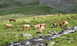 Mehrere Haflinger Pferde im Sommer auf einer Almwiese im Ultental bei Meran, Südtirol, Italien