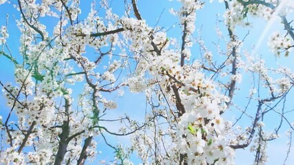 Poster - The cherry tree in blossom