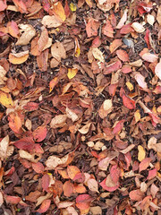 Wall Mural - autumn colour background of prunus sargentii a tree which has red brown leaves during the fall seaso