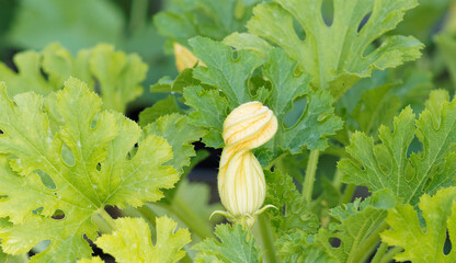 Poster - Cucurbita pepo - Fleur de courgette en forme de bulbe, jaune verdâtre et orangée dans un feuillage vert recouvert d'un feutrage blanc