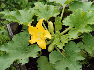 Poster - Courgette à magnifique fleur jaune au dessus de petites courgettes en cours de développement (Cucurbita pepo)