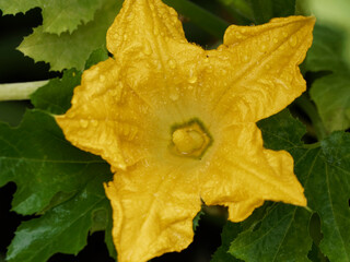 Poster - Fleur de courgette ouverte à pétales jaune, verdâtre et orangée 