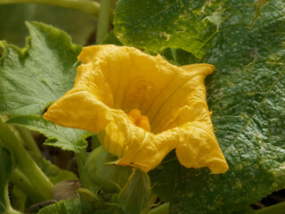 Poster - Fleur de courgette ouverte, jaune verdâtre et orangée (Cucurbita pepo)