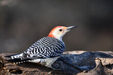 Male Red Bellied Woodpecker Perched On A Branch
