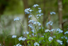 Photo Of Wildflowers In Blue With A Blurred Background.