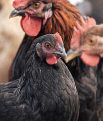 Poster - Portrait of a chicken on the farm.