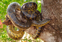 Yellow Anaconda On The Tree