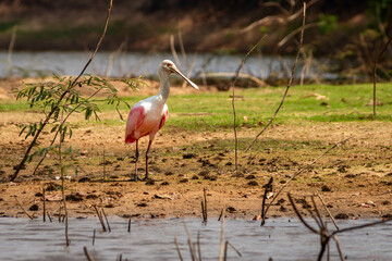 Canvas Print - heron ardea cinerea