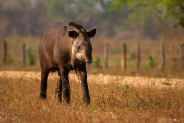 Canvas Print - giant brazilian tapir