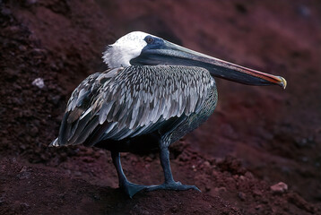 Wall Mural - Brown pelican