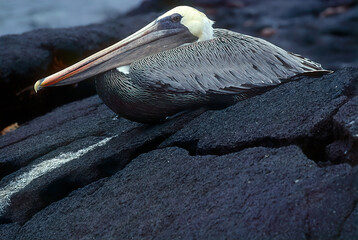 Wall Mural - Brown pelican