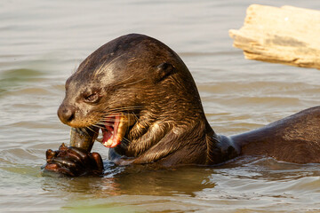 Canvas Print - giant otter eating a fish