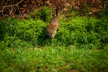 Canvas Print - jaguar huntting in the forest