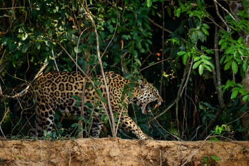 Poster - jaguar huntting in the forest