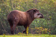giant tapir