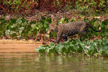 Canvas Print - jaguar huntting