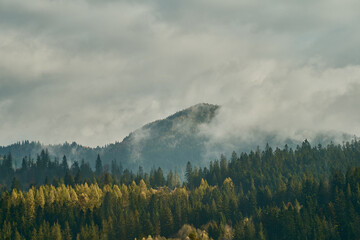 Wall Mural - Landscape of mountain among clouds and fog , forest around with coniferous trees