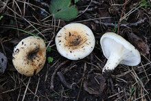 Fruity Milkcap, Wild Mushroom From Finland, Scientific Name Lactarius Evosmus