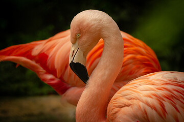 Canvas Print - close up of flamingo