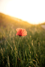 Red Poppy Flower In Field At Sunset
