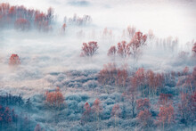 Winter Forest Wrapped By Fog Before Sunrise, Fine Art Landscape