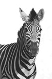 Fototapeta Konie - A Mountain Zebra (Equus zebra) in grassland with dry grass in background.