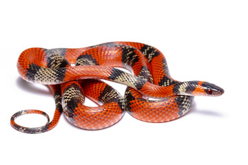 Poster - coral snake on white