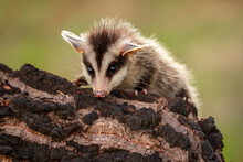 Opossum On The Tree