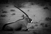 The Gemsbok Or Gemsbuck (Oryx Gazella) Lying On The Red Sand Dune With Red Sand And Dry Grass Around.