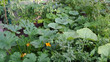 Permakultur, Garten, Hochbeete ,Gemüsebeete, Gemüse Bio ,Selbstversorger, essbarer Garten, Sommer