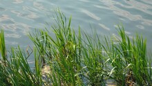 Green Young Reeds Grow In The River. An Aquatic Plant In A Lake
