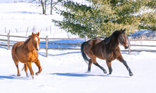 Two Thoroughbred Horses Running Through The Snow On A Sunny Day With Hills, Pine Trees, And A Split-rail Wood Fence In The Background In A Horizontal Format. 