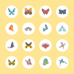 butterflies round icons