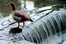 Egyptian Geese By Waterfall In Kelsey Park Beckenham