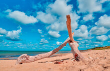 Driftwood On A Sandy Beach By The Ocean