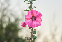 Close-up On A Hollyhock