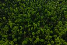 Aerial View Of Dark Mixed Pine And Lush Forest With Green Trees Canopies