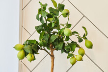 A Lemon Tree With Green Lemon Fruits Growing In A Pot. Potted House Plants