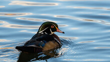 Wood Duck Also Known A Carolina Duck In Water